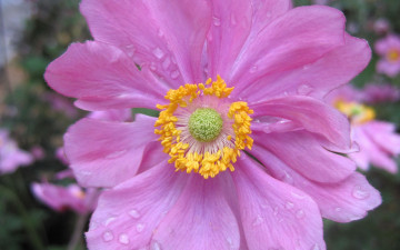 обоя цветы, анемоны,  сон-трава, розовый, анемон, макро, капли