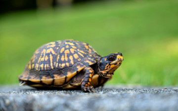 обоя животные, черепахи, черепаха, лужайка