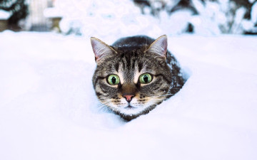 Картинка животные коты кот голова снег зима