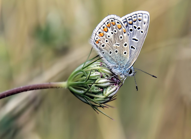 Обои картинки фото животные, бабочки,  мотыльки,  моли, бабочка, цветок