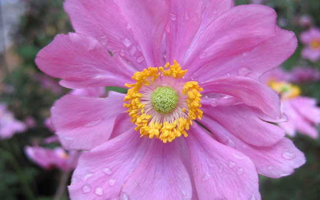 Обои картинки фото цветы, анемоны,  сон-трава, розовый, анемон, макро, капли