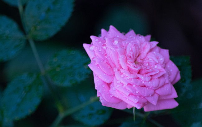 Обои картинки фото цветы, розы, капли, роза, розовая