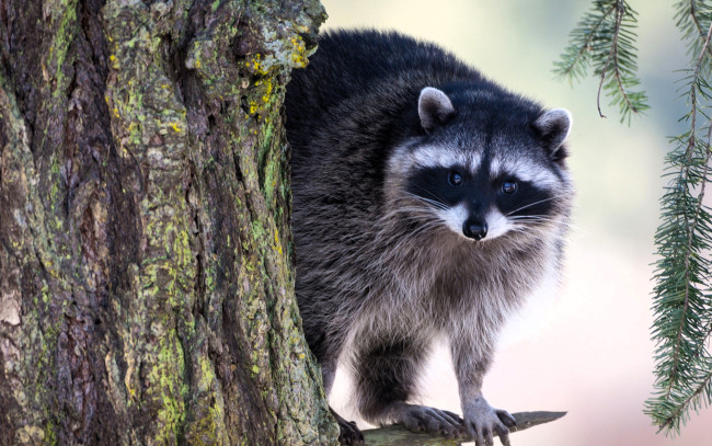 Обои картинки фото животные, еноты, енот, дерево, снег, хвоя