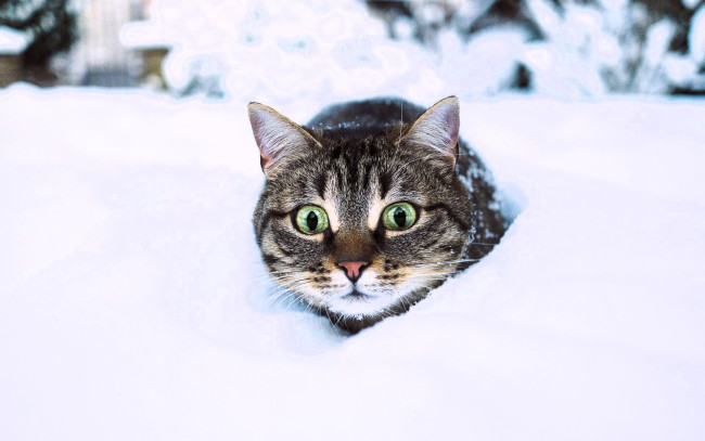 Обои картинки фото животные, коты, кот, голова, снег, зима