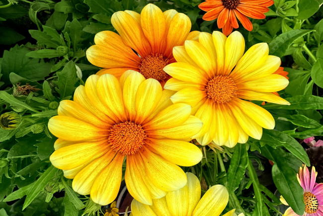 Обои картинки фото цветы, газания, желтая, макро