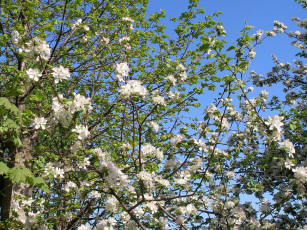 обоя цветы, цветущие, деревья, кустарники