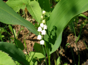 Картинка цветы ландыши