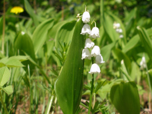 Картинка цветы ландыши