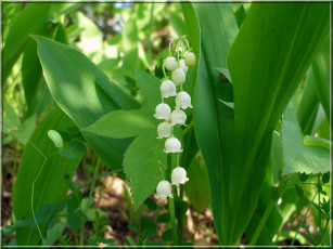 Картинка цветы ландыши