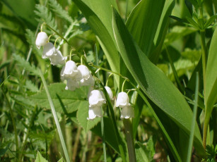 Картинка цветы ландыши