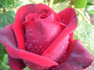 Картинка цветы розы