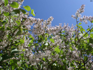 обоя ирень, цветы, сирень