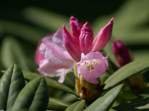 Картинка куст цветы рододендроны азалии