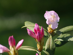 Картинка куст цветы рододендроны азалии