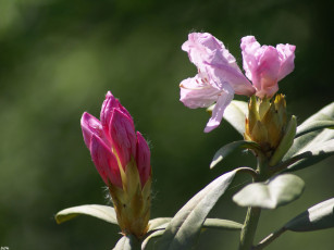 Картинка куст цветы рододендроны азалии