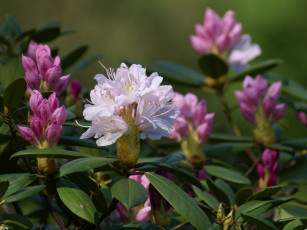 Картинка куст цветы рододендроны азалии