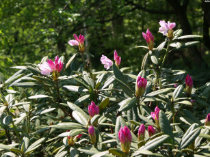 Картинка куст цветы рододендроны азалии