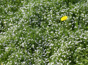 Картинка одуванчики цветы луговые полевые