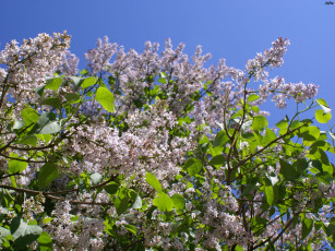 Картинка сирень цветы