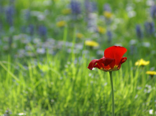 Картинка тюльпан цветы тюльпаны