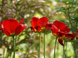 обоя тюльпаны, цветы