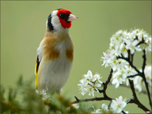 Картинка животные птицы