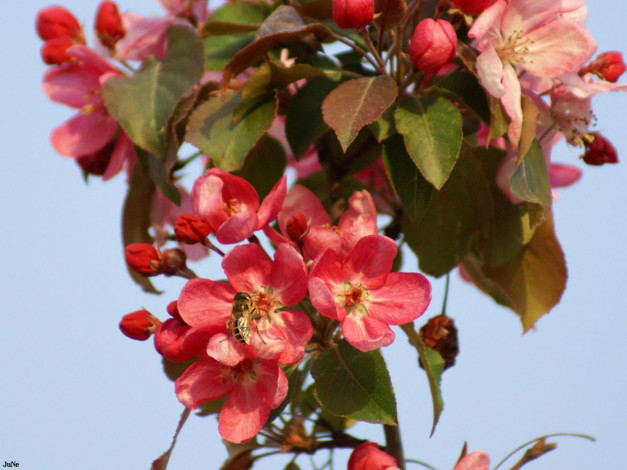 Обои картинки фото цветущее, дерево, цветы, цветущие, деревья, кустарники