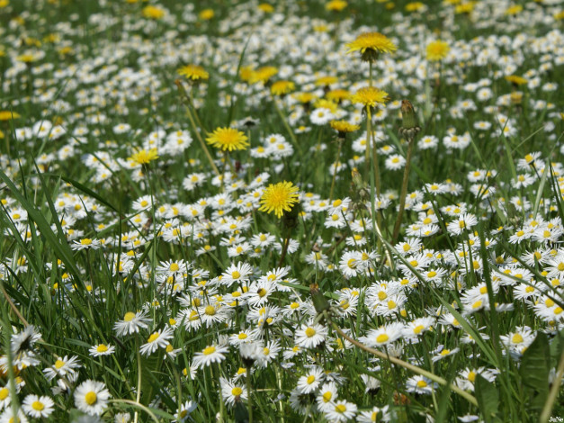 Обои картинки фото одуванчики, цветы, луговые, полевые