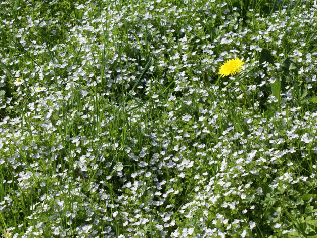 Обои картинки фото одуванчики, цветы, луговые, полевые