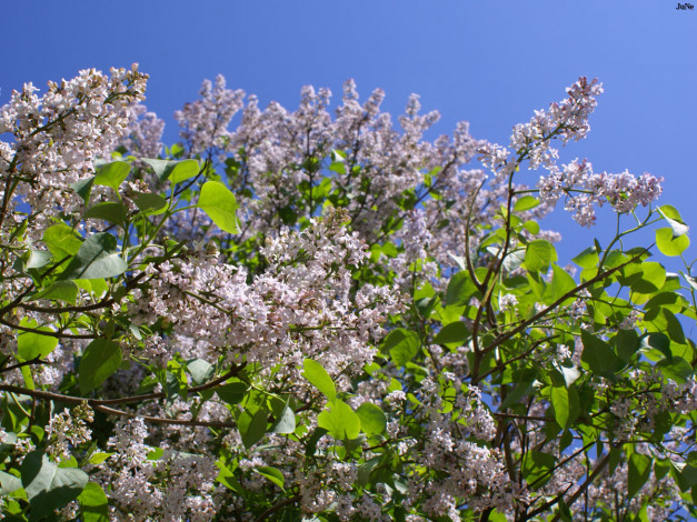 Обои картинки фото сирень, цветы