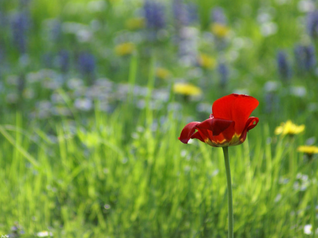 Обои картинки фото тюльпан, цветы, тюльпаны