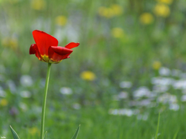 Обои картинки фото тюльпаны, цветы
