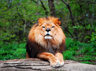 Картинка животные львы