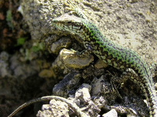 Картинка животные Ящерицы игуаны вараны