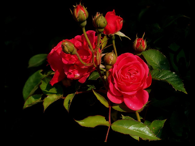 Обои картинки фото цветы, розы