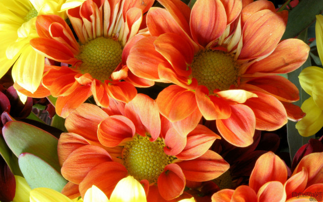 Обои картинки фото цветы, хризантемы