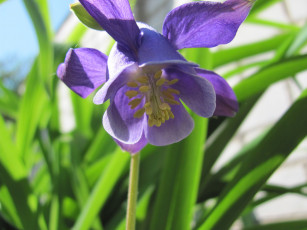 Картинка цветы аквилегия водосбор синий