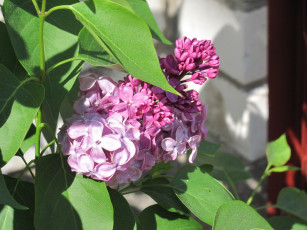 Картинка цветы сирень ветка