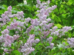 Картинка цветы сирень зеленый сиреневый