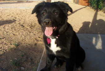 Картинка животные собаки язык пёс