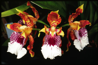 Картинка цветы орхидеи экзотика