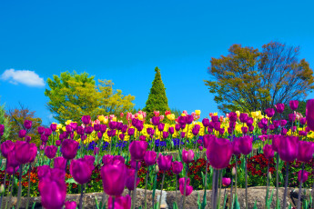 Картинка цветы тюльпаны