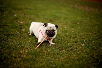 Картинка животные собаки мопс