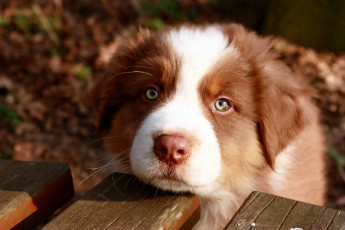 Картинка животные собаки пастушка щенок австралийская овчарка