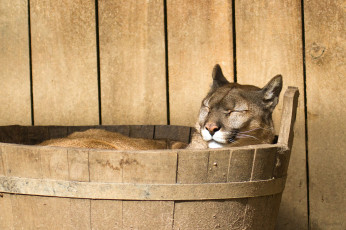 Картинка животные пумы пума кугуар горный лев