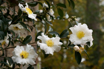 Картинка цветы камелии ветка белый