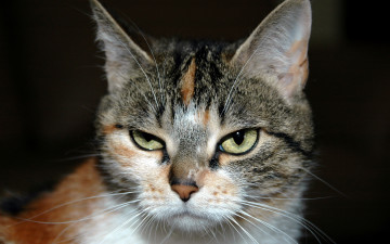 Картинка животные коты взгляд портрет