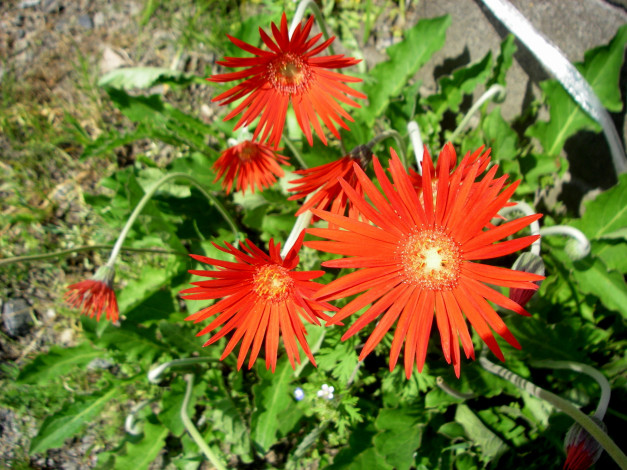 Обои картинки фото цветы, герберы, листья