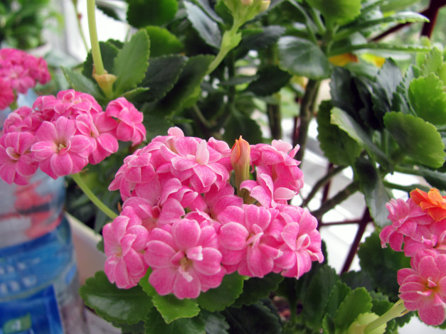 Обои картинки фото цветы, каланхоэ, розовый