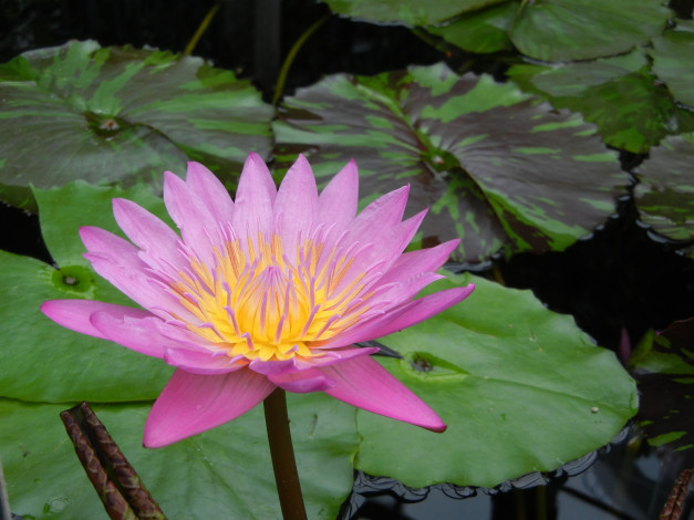 Обои картинки фото цветы, лилии, водяные, нимфеи, кувшинки, листья, вода